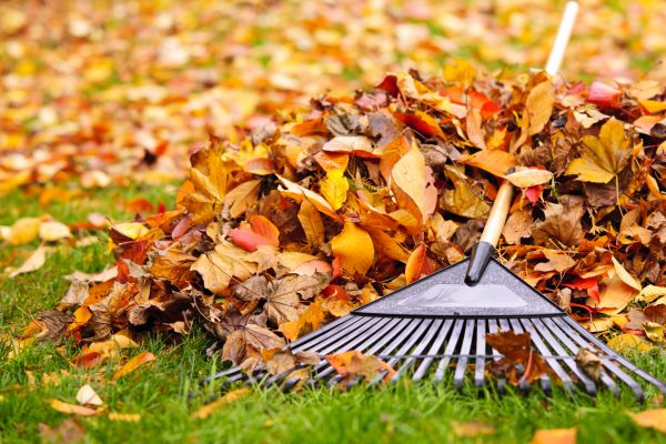 Cost of Fall Lawn Cleanup Service in Estero