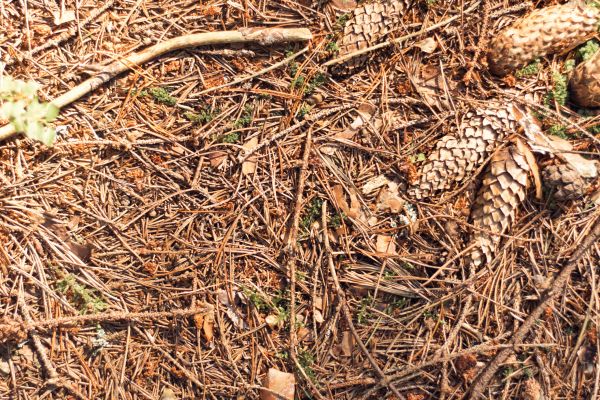 Cost of Pine Needles Removal in Estero