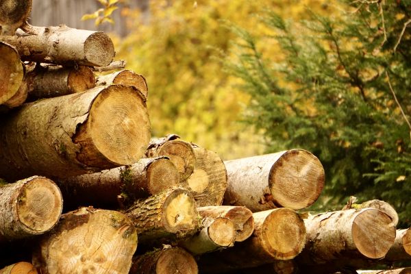 Wood Pile Removal in Estero