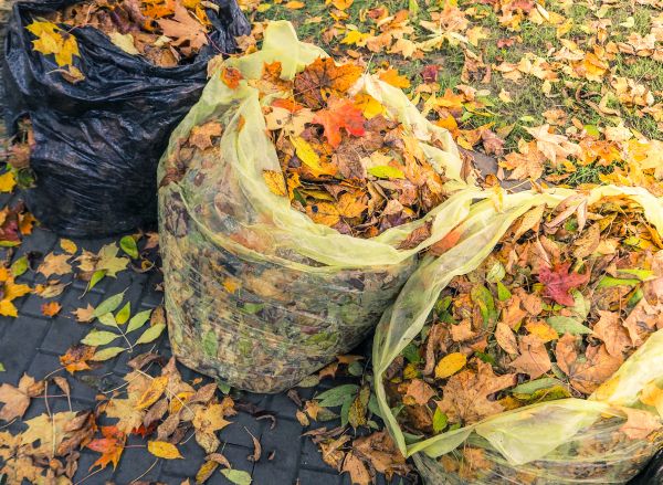 Yard Cleanup Service in Estero