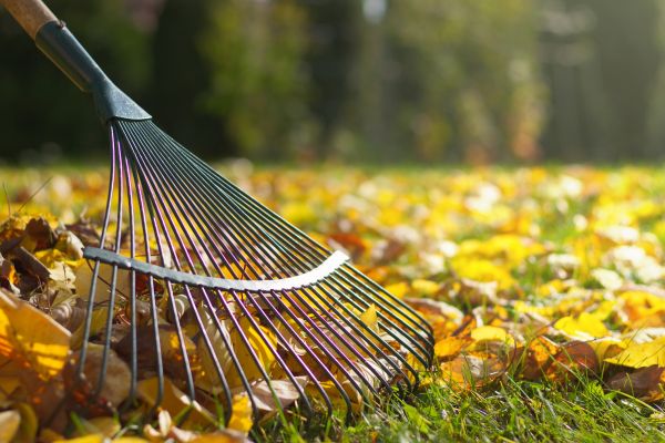 Leaf Raking Service in Estero