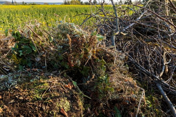 Brush Disposal in Estero