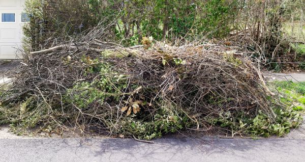 Tree Limb Cleanup in Estero