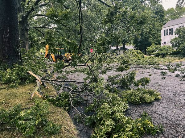 Tree Branch Disposal in Estero
