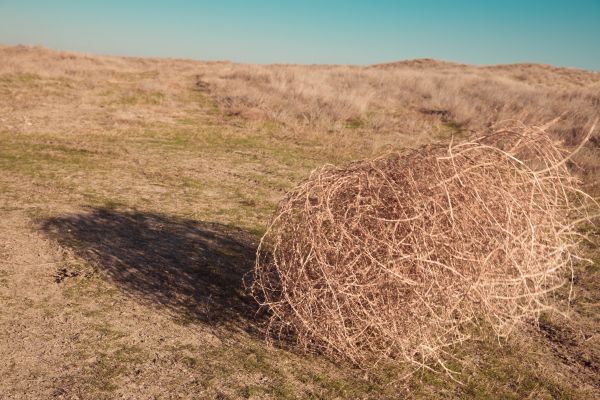 Tumbleweed Removal in Estero