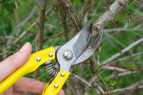 Limbs Removal in Estero
