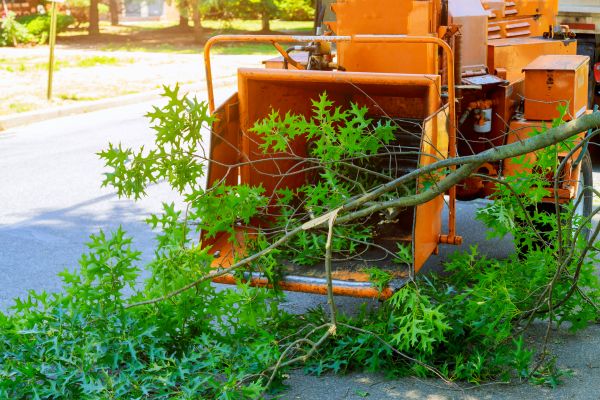 Tree Branches Removal in Estero