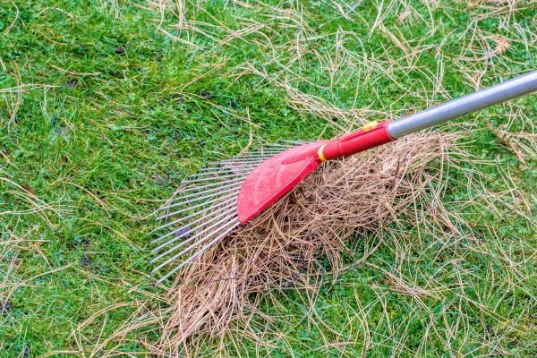 Yard Raking in Estero