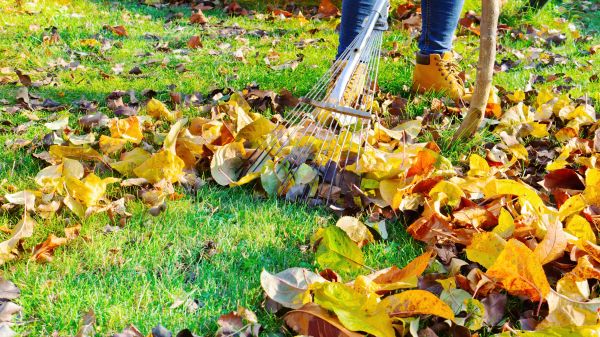 Cost of Autumn Leaf Removal in Estero