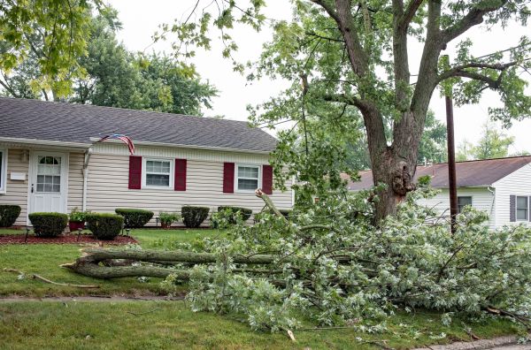 Fallen Branch Removal in Estero