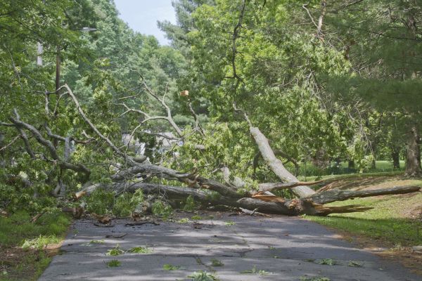 Tree Debris Removal in Estero